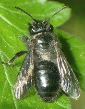 Andrena sp. Animal